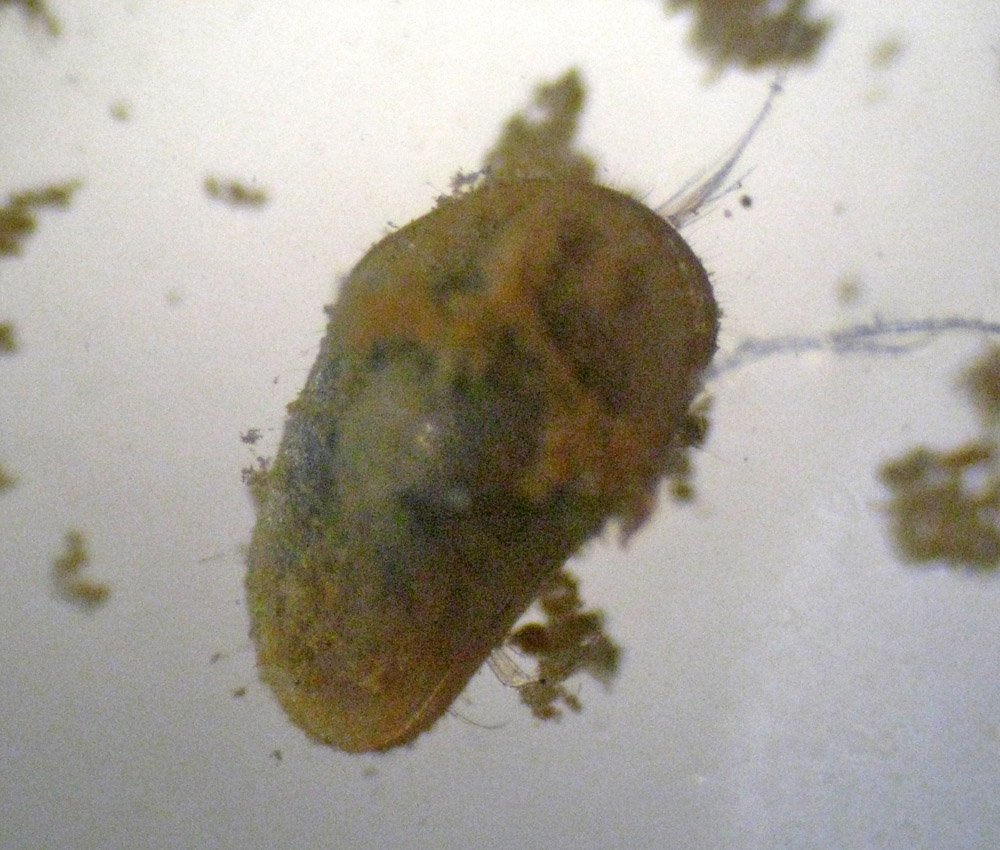 Ostracodi poco seri